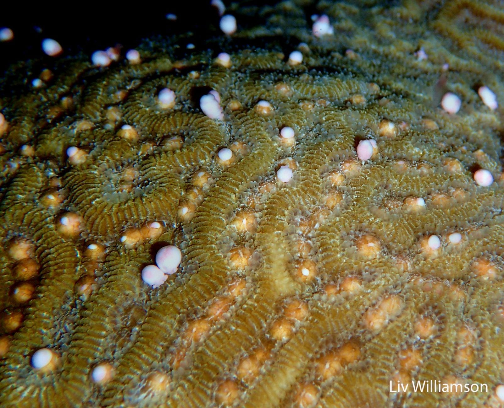 Eleuthera-090118-PStrigosa-LivWilliamson3(CREDIT)