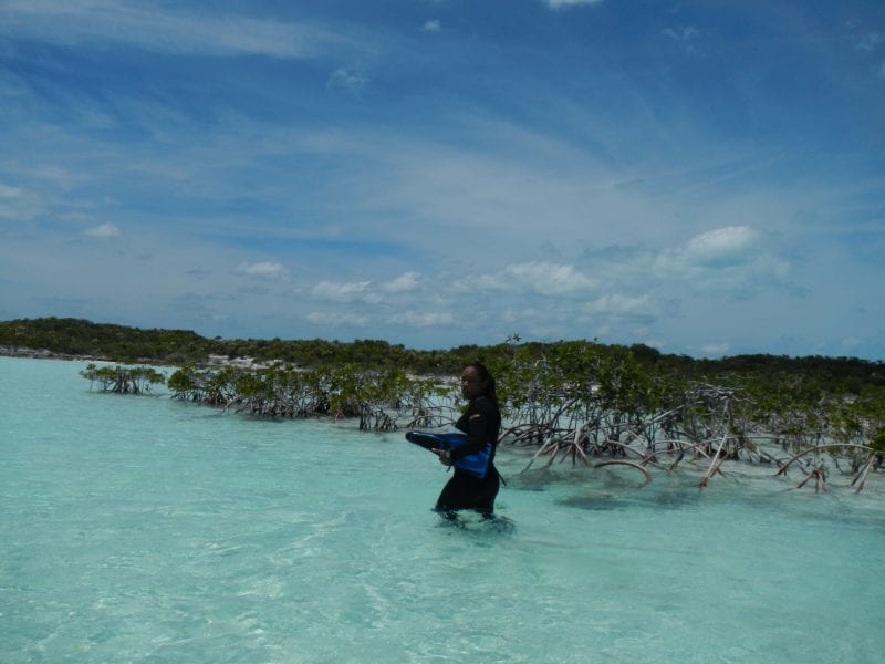 Mangrove research_Nicola Smith