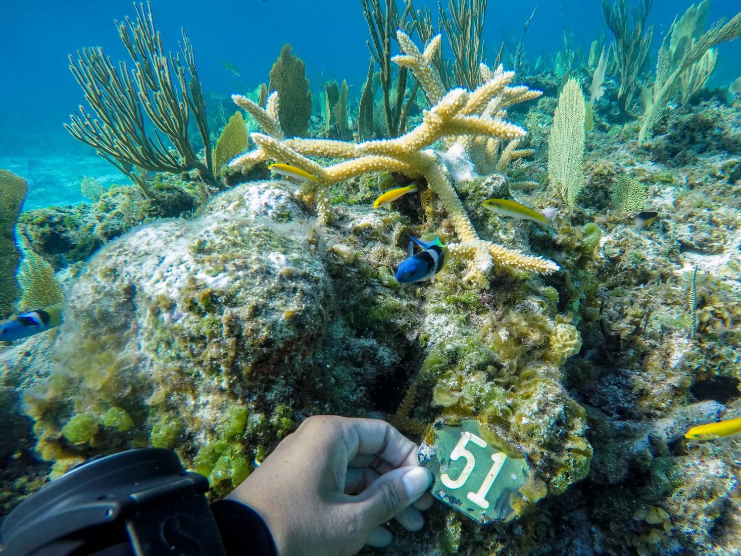 DCIM100GOPROGOPR4366.