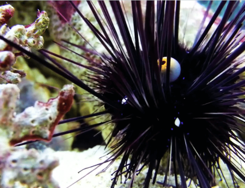 Rehabilitating Long-spined Sea Urchins