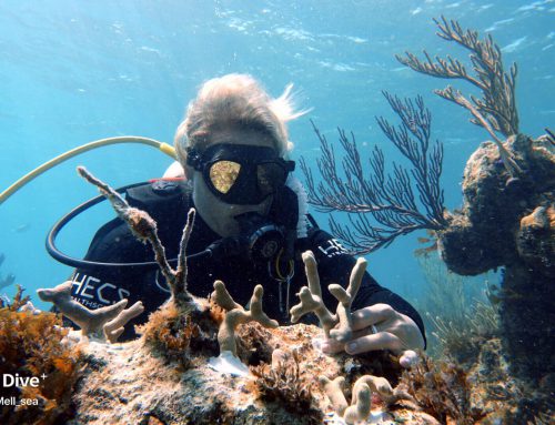 180 Coral Fragments Relocated To Their New Home On Cannonball Reef