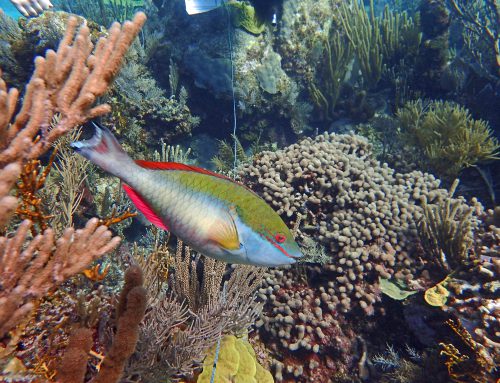 Parrotfish Projects at Perry Institute For Marine Science
